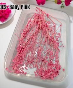 Alternative view of Dried European Spindle