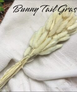Bunny Tail Grass