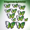 14 August Butterfly 12 Pcs Pack